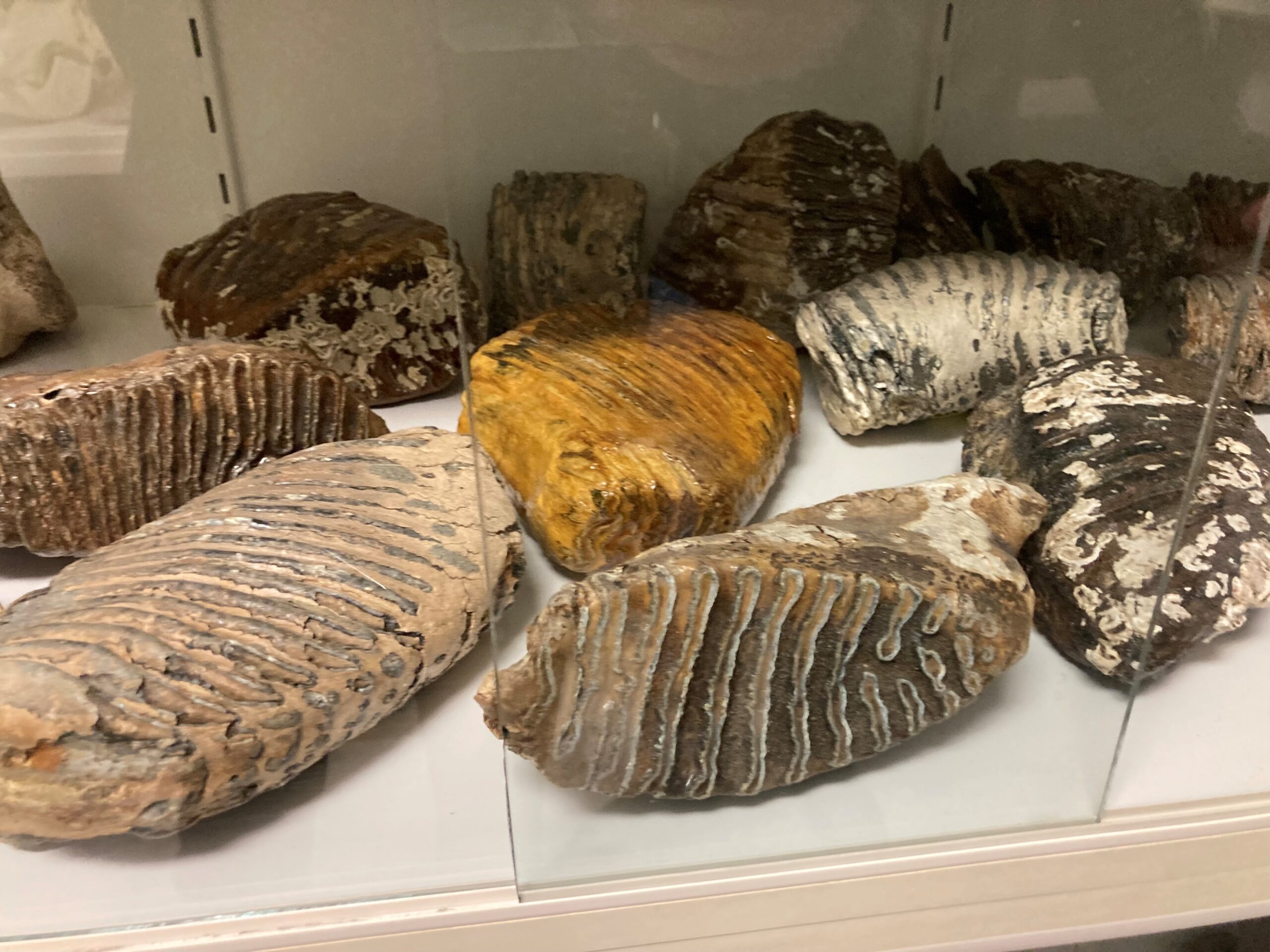 Mammoetkiezen collectie Jan Meulmeester