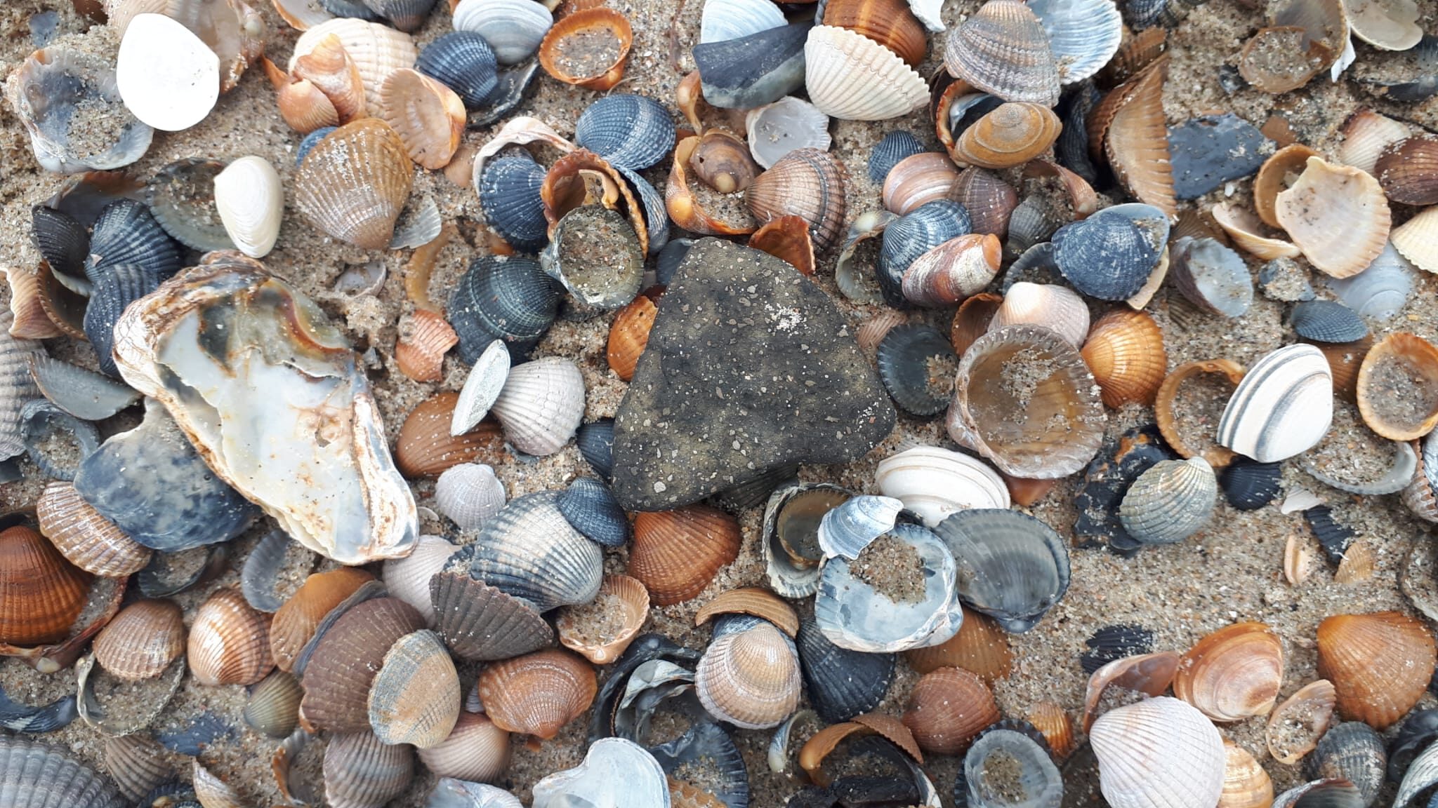 Strandvondst en foto Marten Klop