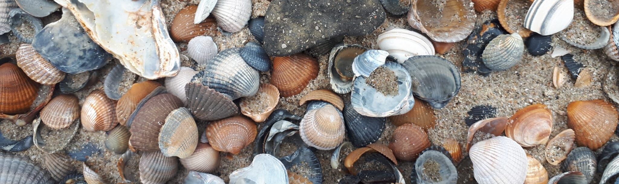 Strandvondst en foto Marten Klop